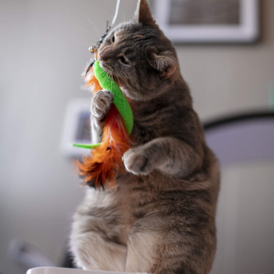 Pet Toy Safety: What Every Pet Parent Should Know