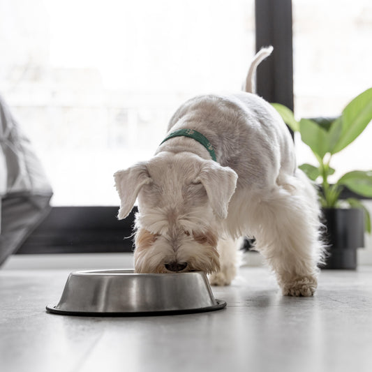 Mealtime Made Easy: Innovative Feeding Accessories for Busy Pet Parents